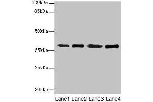 Western blot All lanes: SFXN4 antibody at 0.