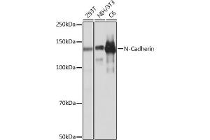 Western blot analysis of extracts of various cell lines, using N-Cadherin antibody (ABIN7265999) at 1:1000 dilution. (N-Cadherin antibody)