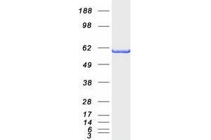 Validation with Western Blot (BAIAP2 Protein (Transcript Variant 3) (Myc-DYKDDDDK Tag))