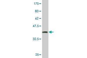 Western Blot detection against Immunogen (36. (CLK3 antibody  (AA 36-136))