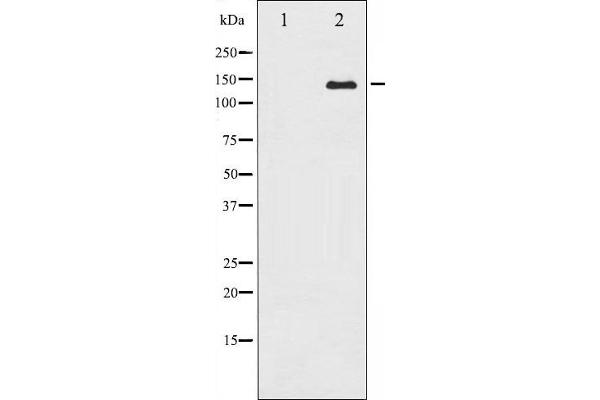 CASR antibody  (C-Term)