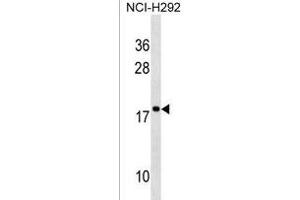RPS17L Antibody (Center) (ABIN1538618 and ABIN2850519) western blot analysis in NCI- cell line lysates (35 μg/lane).