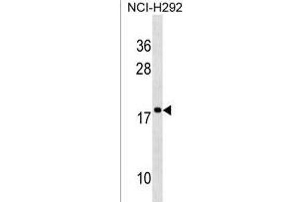 RPS17L antibody  (AA 77-103)
