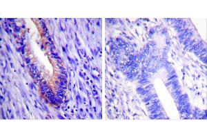 Peptide - + (EIF4G1 antibody  (Internal Region))