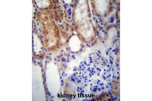 SUSD2 Antibody (C-term) immunohistochemistry analysis in formalin fixed and paraffin embedded human kidney tissue followed by peroxidase conjugation of the secondary antibody and DAB staining. (SUSD2 antibody  (C-Term))