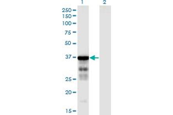CLUAP1 Antikörper  (AA 1-247)