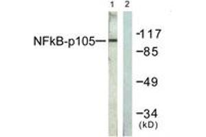 Western blot analysis of extracts from HeLa cells, treated with TNF-a 20ng/ml 5', using NF-kappaB p105/p50 (Ab-927) Antibody. (NFKB1 antibody  (AA 896-945))