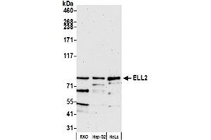 anti-Elongation Factor, RNA Polymerase II, 2 (ELL2) (AA 400-450) antibody