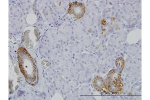 Immunoperoxidase of monoclonal antibody to FXYD2 on formalin-fixed paraffin-embedded human salivary gland. (FXYD2 antibody  (AA 1-64))