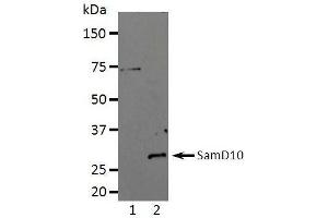 Western Blotting (WB) image for anti-Sterile alpha Motif Domain Containing 10 (SAMD10) (full length) antibody (ABIN2443897) (SAMD10 antibody  (full length))