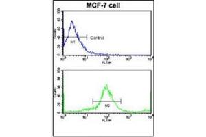 Flow Cytometric analysis of MCF-7 cells using HER2/ErbB2 Antibody (N-term) Cat.