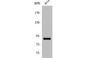 Western Blot analysis of HeLa cells using Phospho-Stat5 (S726/731) Polyclonal Antibody (STAT5B antibody  (pSer726, pSer731))