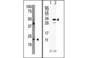 Image no. 1 for anti-PDGFA Associated Protein 1 (PDAP1) (C-Term) antibody (ABIN358748) (PDAP1 antibody  (C-Term))