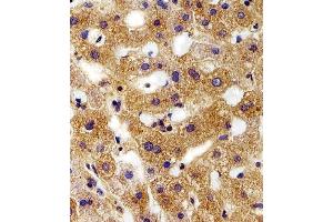 Immunohistochemical analysis of paraffin-embedded H. (FXYD6 antibody  (C-Term))