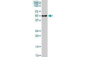 MAPK9 monoclonal antibody (M05), clone 1D6. (JNK2 antibody  (AA 321-424))