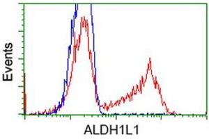 Image no. 2 for anti-Aldehyde Dehydrogenase 1 Family, Member L1 (ALDH1L1) antibody (ABIN1496581) (ALDH1L1 antibody)