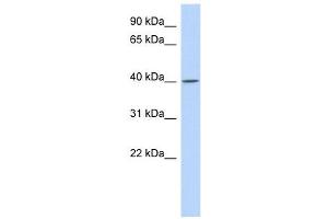 C11ORF65 antibody used at 1 ug/ml to detect target protein. (C11orf65 antibody  (N-Term))