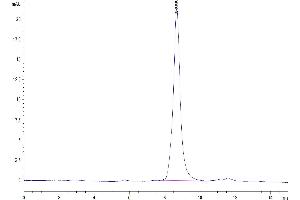 The purity of Mouse SPARC is greater than 95 % as determined by SEC-HPLC. (SPARC Protein (AA 18-302) (His tag))