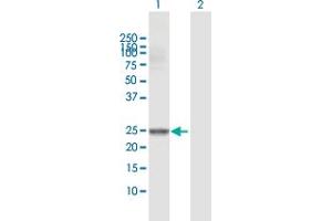 Western Blot analysis of GSTM4 expression in transfected 293T cell line by GSTM4 MaxPab polyclonal antibody.