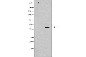 Western blot analysis of NIH-3T3 cell lysate, using MAPK1 Antibody. (ERK2 antibody  (Internal Region))