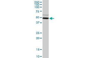 ADH5 MaxPab rabbit polyclonal antibody. (ADH5 antibody  (AA 1-374))