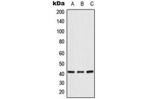 Western blot analysis of CRK expression in HeLa (A), K562 (B), NIH3T3 (C) whole cell lysates.