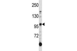 AXL antibody western blot analysis in K562 lysate. (AXL antibody  (AA 122-149))
