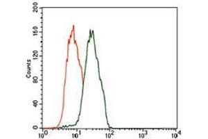 Flow cytometric analysis of Jurkat cells using C17ORF53 mouse mAb (green) and negative control (red). (C17orf53 antibody  (AA 282-527))