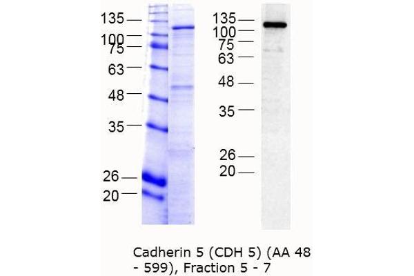 Cadherin 5 Protein (CDH5) (AA 48-599) (MBP tag)