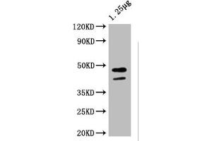 Western Blot Positive WB detected in: Escherichia coli lysate All lanes: ompF antibody at 1:4000 Secondary Goat polyclonal to rabbit IgG at 1/50000 dilution Predicted band size: 44 kDa Observed band size: 44 kDa (MalE (AA 27-396) antibody)