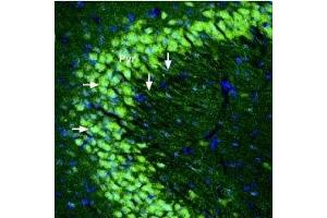Expression of kainate receptor GluK5 in mouse hippocampus - Immunohistochemical staining of perfusion-fixed frozen mouse brain sections using Anti-GRIK5 (GluK5) (extracellular) Antibody (ABIN7043241, ABIN7044382 and ABIN7044383), (1:300), followed by goat-anti-rabbit-Alexa-488. (GRIK5 antibody  (Extracellular, N-Term))