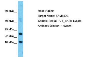 Host: Rabbit Target Name: FAM159B Sample Type: 721_B Whole Cell lysates Antibody Dilution: 1. (FAM159B antibody  (C-Term))