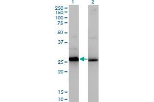 Western Blot analysis of HMGB2 expression in transfected 293T cell line by HMGB2 monoclonal antibody (M03), clone 3C7. (HMGB2 antibody  (AA 1-195))