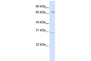 OR6C75 antibody  (Middle Region)