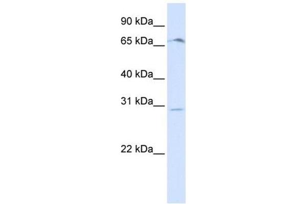 OR6C75 antibody  (Middle Region)