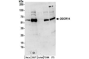 anti-DiGeorge Syndrome Critical Region Gene 14 (DGCR14) (AA 426-476) antibody