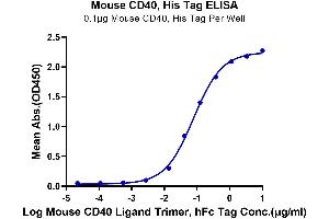 Immobilized Mouse CD40, His Tag at 1 μg/mL (100 μL/well) on the plate.