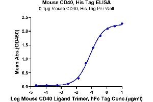Immobilized Mouse CD40, His Tag at 1 μg/mL (100 μL/well) on the plate. (CD40 Protein (CD40) (AA 24-193) (His tag))