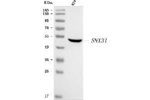 Western blot analysis of SNX31 using anti-SNX31 antibody (ABIN7599145).