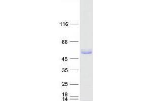 Validation with Western Blot (TRIM15 Protein (Myc-DYKDDDDK Tag))