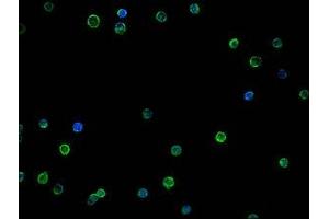 Immunofluorescence (IF) image for anti-Melanoma Cell Adhesion Molecule (MCAM) (AA 50-646) antibody (ABIN7147325)