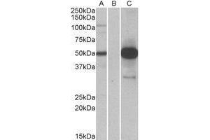 HEK293 lysate (10ug protein in RIPA buffer) overexpressing Human COPS3 with DYKDDDDK tag probed with AP23692PU-N (1. (COPS3 antibody  (Internal Region))
