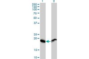 Western Blot analysis of RPL29 expression in transfected 293T cell line by RPL29 MaxPab polyclonal antibody. (RPL29 antibody  (AA 1-157))