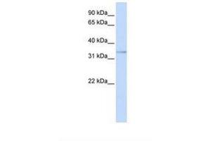 Image no. 1 for anti-Ets Variant 3-Like (ETV3L) (AA 252-301) antibody (ABIN6739203) (ETV3L antibody  (AA 252-301))