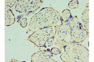 Immunohistochemistry of paraffin-embedded human placenta tissue using ABIN7159919 at dilution of 1:100 (TOMM4 (AA 1-361) antibody)