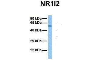 Host:  Rabbit  Target Name:  NR1I2  Sample Tissue:  Human Fetal Liver  Antibody Dilution:  1. (NR1I2 antibody  (N-Term))