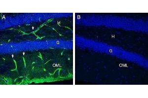 Expression of MERTK in mouse hippocampusImmunohistochemical staining of perfusion-fixed frozen mouse brain sections with Anti-MERTK (extracellular) Antibody (ABIN7042974, ABIN7045326 and ABIN7045327), (1:300), followed by goat anti-rabbit-AlexaFluor-488 (green).