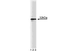 Western blot analysis of Syntaxin 4 on human endothelial lysate.