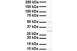WB Suggested Anti-PHB2 antibody Titration: 1 ug/mL Sample Type: Human heart (Prohibitin 2 antibody  (C-Term))