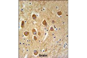 SAMD9L Antibody IHC analysis in formalin fixed and paraffin embedded human brain tissue followed by peroxidase conjugation of the secondary antibody and DAB staining. (SAMD9L antibody  (C-Term))